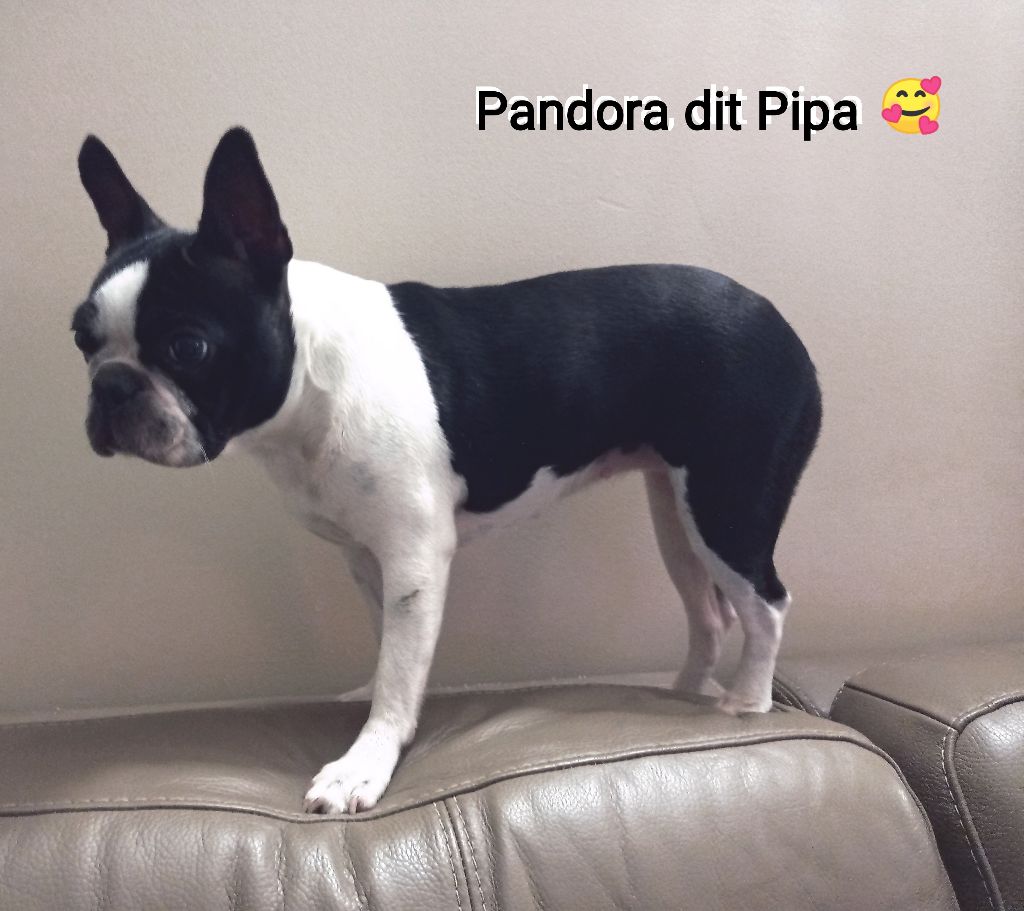 Mighty Mate's Pandora (pipa)