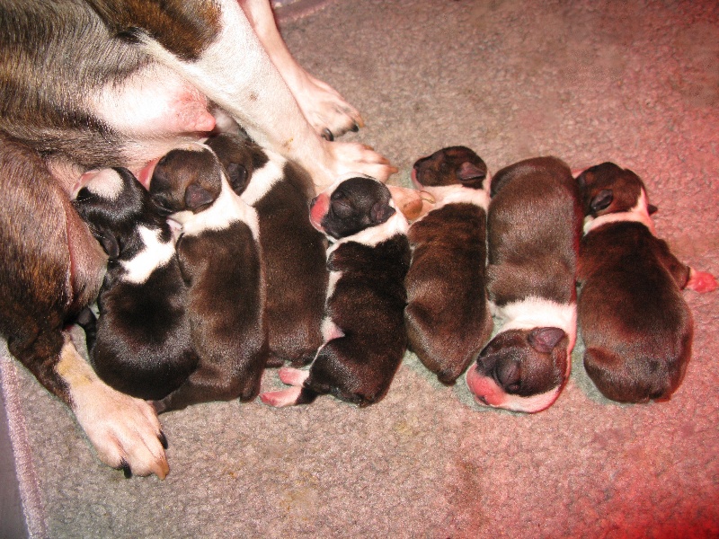 Des Hauts De Blanquefort - Boston Terrier - Portée née le 02/02/2014