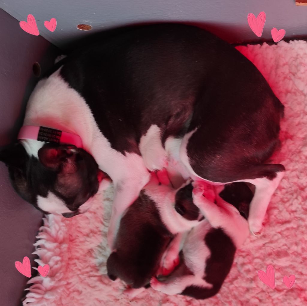 chiot Boston Terrier Des Hauts De Blanquefort