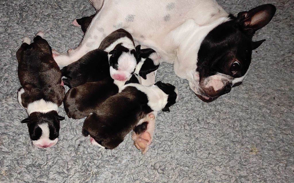 chiot Boston Terrier Des Hauts De Blanquefort